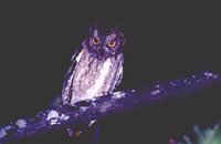 Torotoroka Scops-Owl - Otus madagascariensis