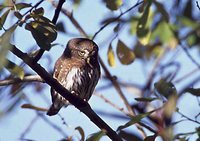 Northern Pygmy-Owl - Glaucidium californicum