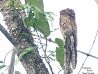 Common Potoo - Nyctibius griseus