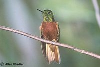 Chestnut-breasted Coronet - Boissonneaua matthewsii