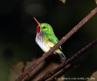 Puerto Rican Tody - Todus mexicanus