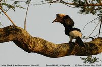 Black-and-white-casqued Hornbill - Ceratogymna subcylindricus