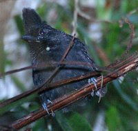 Tufted Antshrike - Mackenziaena severa