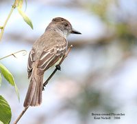 Brown-crested Flycatcher - Myiarchus tyrannulus