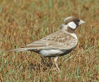 Gray-backed Sparrow-Lark - Eremopterix verticalis