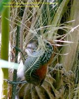 Riverside Wren - Thryothorus semibadius