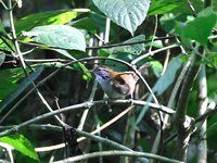 Rufous-and-white Wren - Thryothorus rufalbus