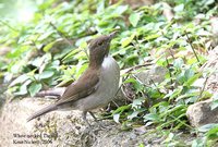 White-necked Thrush - Turdus albicollis