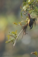 Red-tailed Minla - Minla ignotincta