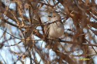 Chestnut-rumped Thornbill - Acanthiza uropygialis