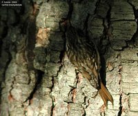 Short-toed Treecreeper - Certhia brachydactyla