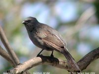 Apostlebird - Struthidea cinerea