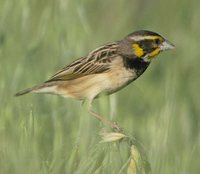 Bengal Weaver - Ploceus benghalensis