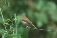 Ashy-headed Greenlet - Hylophilus pectoralis