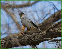 Cooper's Hawk, San Pedro River