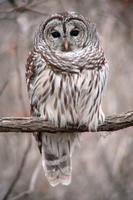 Barred Owl (2) at Reelfoot Lake, TN (12-17-05).jpg