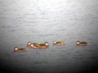 White-cheeked Pintail