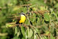 Lesser  kiskadee