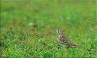 Oriental Skylark (Alauda gulgula)