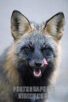 Cross Fox , Vulpes vulpes , Britisch Kolumbien , Canada stock photo