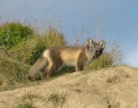 In     a relatively high number of places we encountered young foxes, which at this