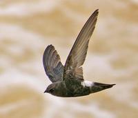 House Swift » Apus affinis