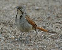 Collared Palm-Thrush p.354
