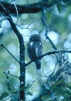 61. 티벳올빼미(斑頭鵂鶹, 반두휴류 ban tou xiu liu) Glaucidium cuculoides