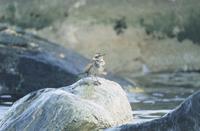 Dusky Thrush Turdus naumanni eunomus 개똥지빠귀