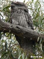 Tawny Frogmouth