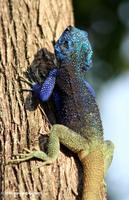 Closeup of Acanthocerus atricollis