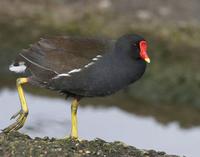 Moorhen (Gallinula chloropus)