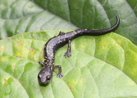 : Bolitoglossa franklini