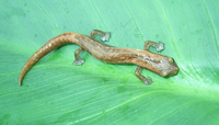 : Bolitoglossa occidentalis