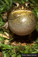 : Bufo gutturalis; Guttural Toad