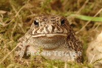 : Bufo gutturalis; Guttural Toad