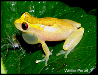 : Dendropsophus decipiens