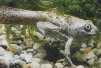 : Pelobates fuscus; Spadefoot