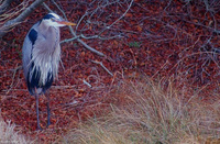 : Ardea herodias herodias; Great Blue Heron