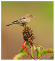 : Dendroica coronata; Yellow-rumped Warbler