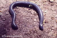 : Siphonops annulatus