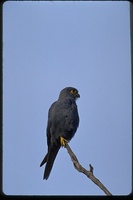 : Falco ardosiacus; Gray Kestrel