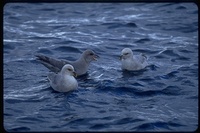 : Fulmarus glacialis; Northern Fulmar