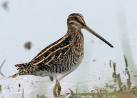 : Gallinago delicata; Wilson's Snipe