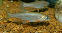 : Gila nigrescens; Chihuahua Chub