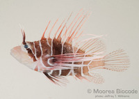 : Pterois radiata