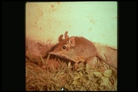 : Elephantulus sp.; Elephant Shrew