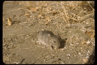 : Neotoma sp.; Pack Rat
