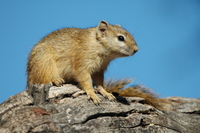 : Paraxerus cepapi; Tree Squirrel