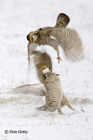 : Tympanuchus cupido; Greater Prairie Chicken